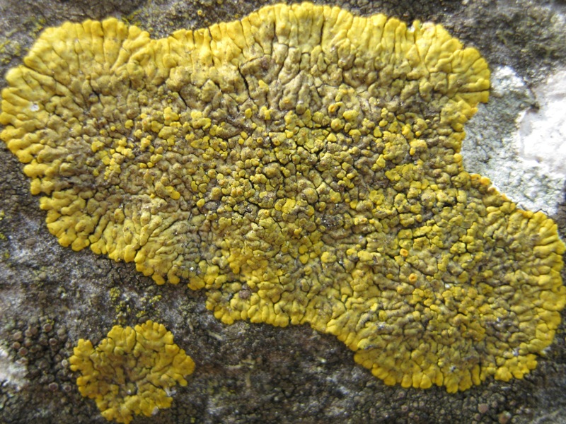 Caloplaca: Da determinare